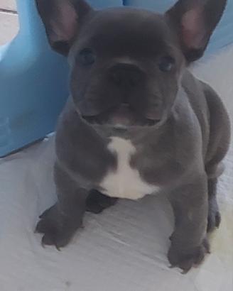 Cucciolo bulldog francese esotico