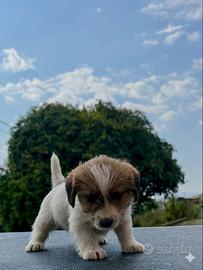 Jack Russell alta genealogia ruvidi e Broken