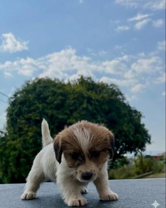 Jack Russell alta genealogia ruvidi e Broken
