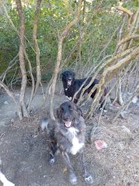 Cani da guardia e antilupo