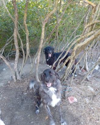 Cani da guardia e antilupo