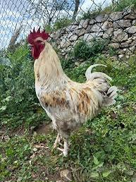 Gallo Marans