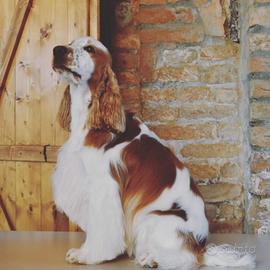 Cuccioli di cocker spaniel con pedigree