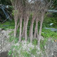 Barbatelle Selvatiche