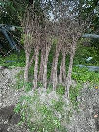 Barbatelle Selvatiche