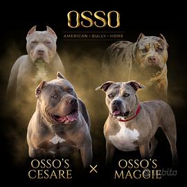 Cuccioli American Bully XL