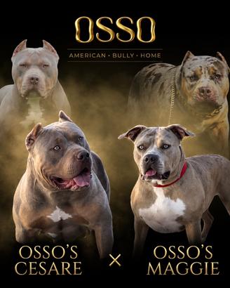 Cuccioli American Bully XL