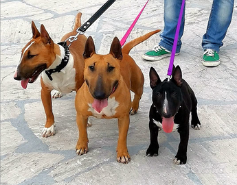 Bull Terrier Miniatura/micro bull