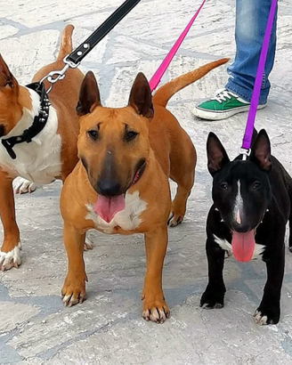 Bull Terrier Miniatura/micro bull