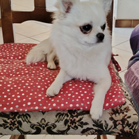 Dolcissimo Cucciolo di chihuahua maschio