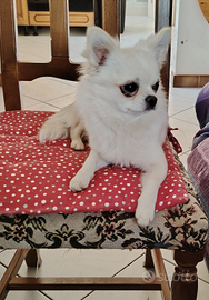 Dolcissimo Cucciolo di chihuahua maschio