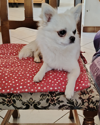 Dolcissimo Cucciolo di chihuahua maschio