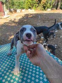 Cuccioli Amstaff