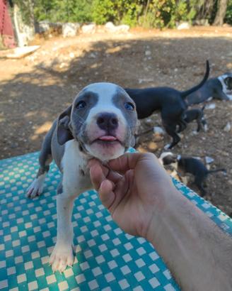 Cuccioli Amstaff