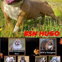 American Bully monta