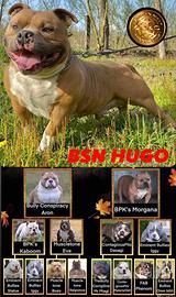 American Bully monta