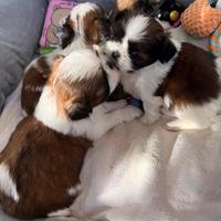 Cuccioli Shih Tzu Imperial (mini)
