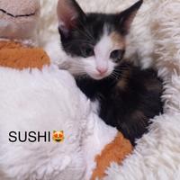 Gattini super coccoloni
