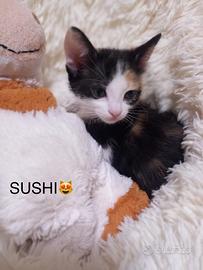 Gattini super coccoloni