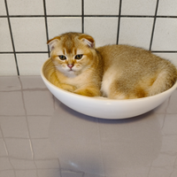 Gattini Scottish fold