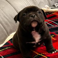 American Bully Pocket