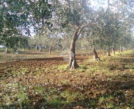 TER. AGRICOLO A GIOIA DEL COLLE