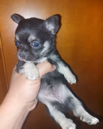 Chihuahua da Allevamento CUCCIOLISOLE
