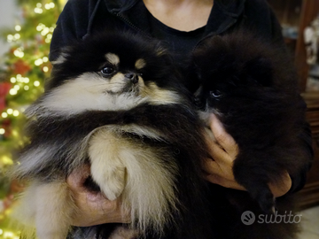 Cucciolo spitz tedesco nano volpino di pomerania