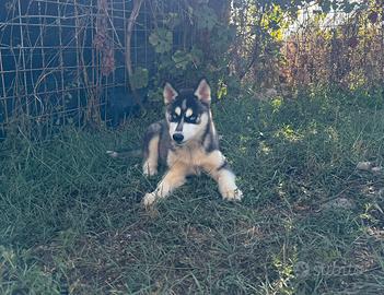 Siberian Husky con pedigree enci