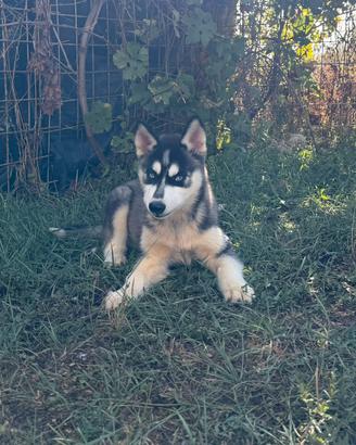 Siberian Husky con pedigree enci