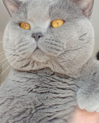 British Shorthair