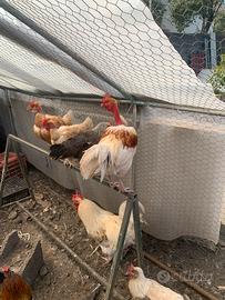 Galli ornamentali varie razze