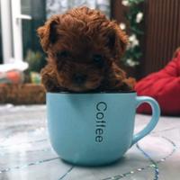 Barboncini mini mini toy red brown e red 900