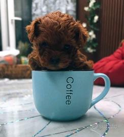 Barboncini mini mini toy red brown e red 900