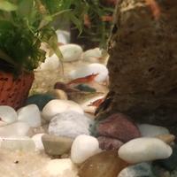 Neocaridine acquario dolce