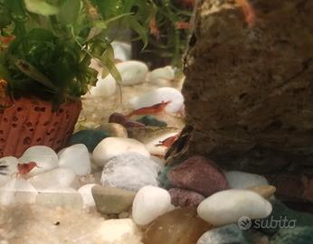 Neocaridine acquario dolce