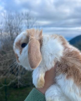 Coniglio nano ariete