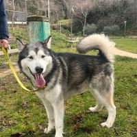 Alaskan malamute per monta