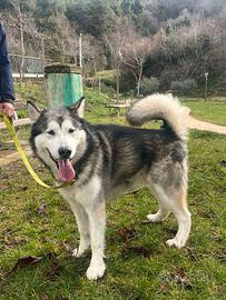 Alaskan malamute per monta