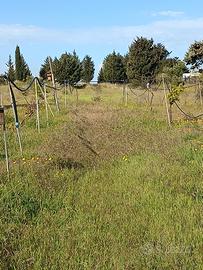 Terreno pianeggiante recintato