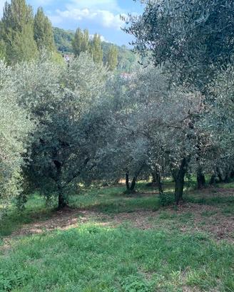 Terreno agricolo e casale