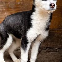 Husky siberian