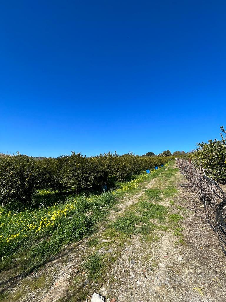 V/1052 Appezzamento di terreno agricolo - Vista 3