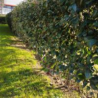 Siepe Photinia