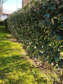 Siepe Photinia