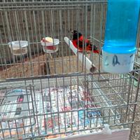 Canarini caserta e provincia