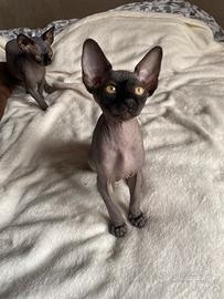 Sphynx
