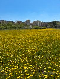 Terreno agricolo per casa colonica
