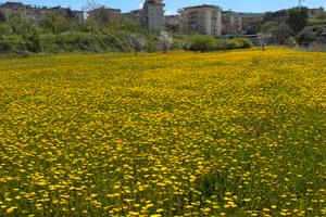 Terreno agricolo per casa colonica