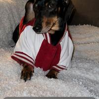 Ciccioli di bassotto nano